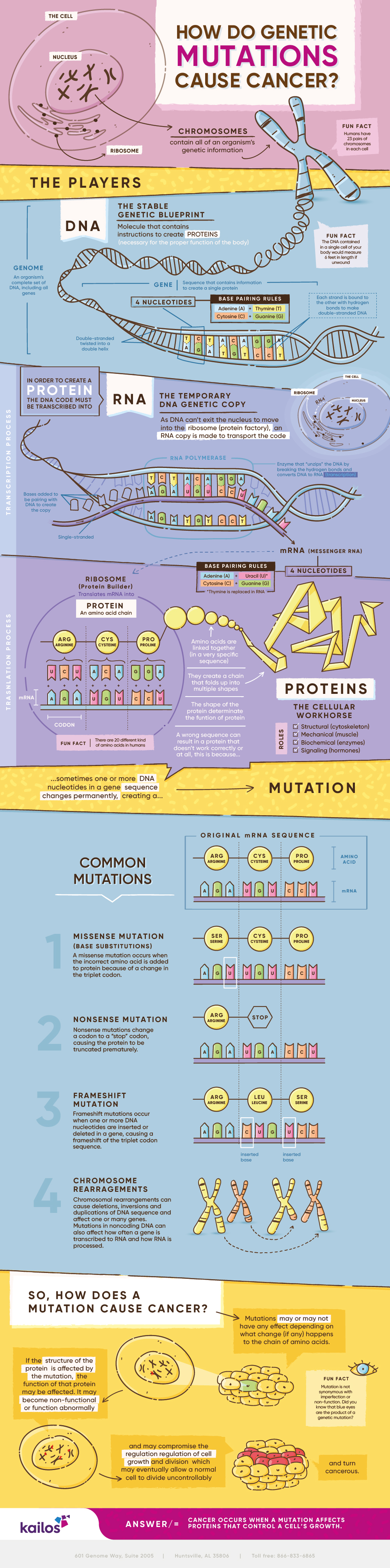 How mutations cause cancer