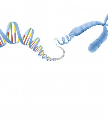 DNA chromosome