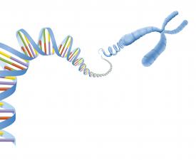 DNA chromosome