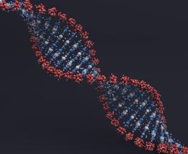 DNA helix