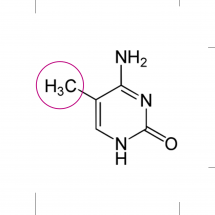 Methylation